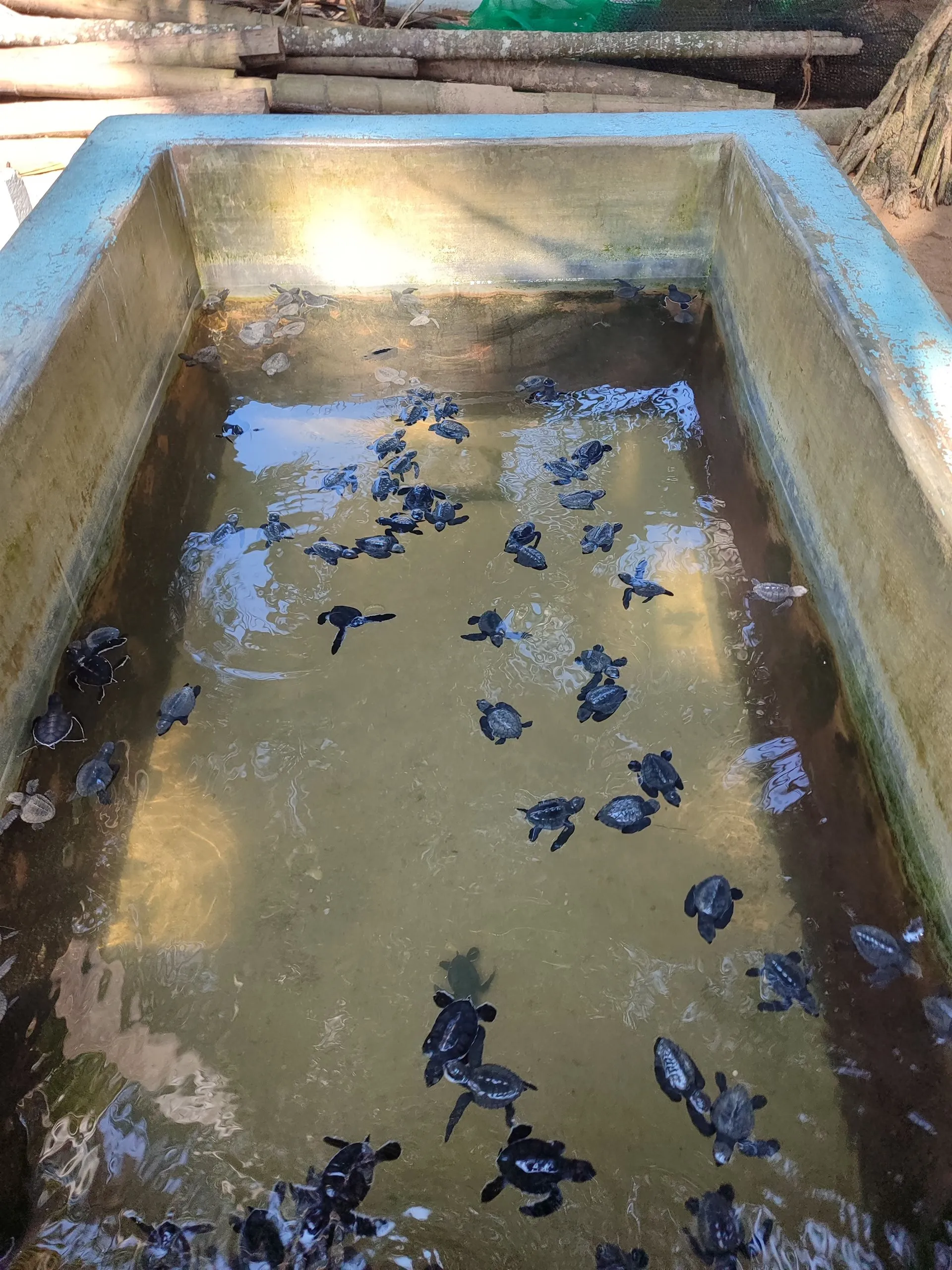 A sea turtle at a hatchery near Bentota