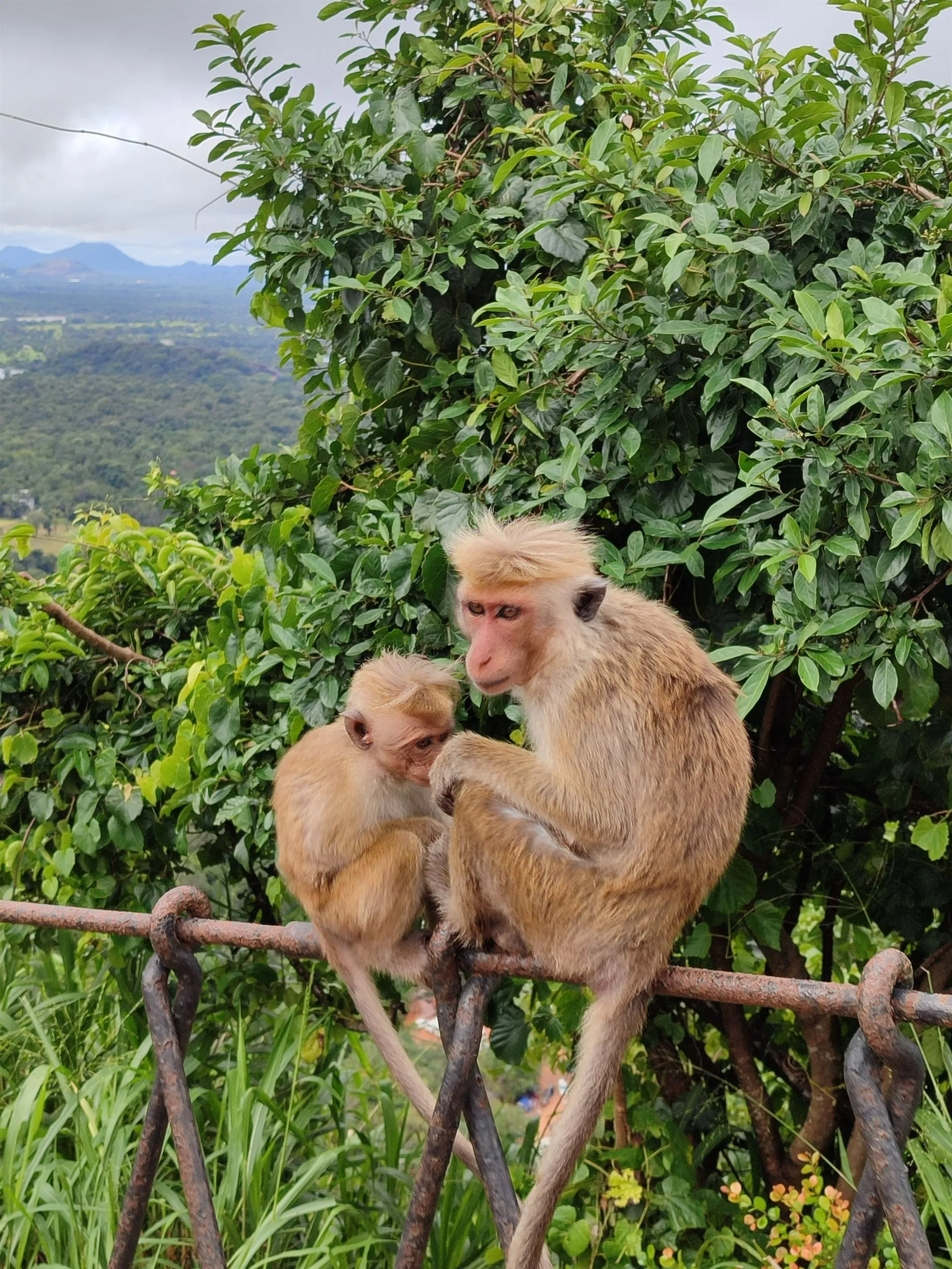 Two macaques grooming on a railing above the plain