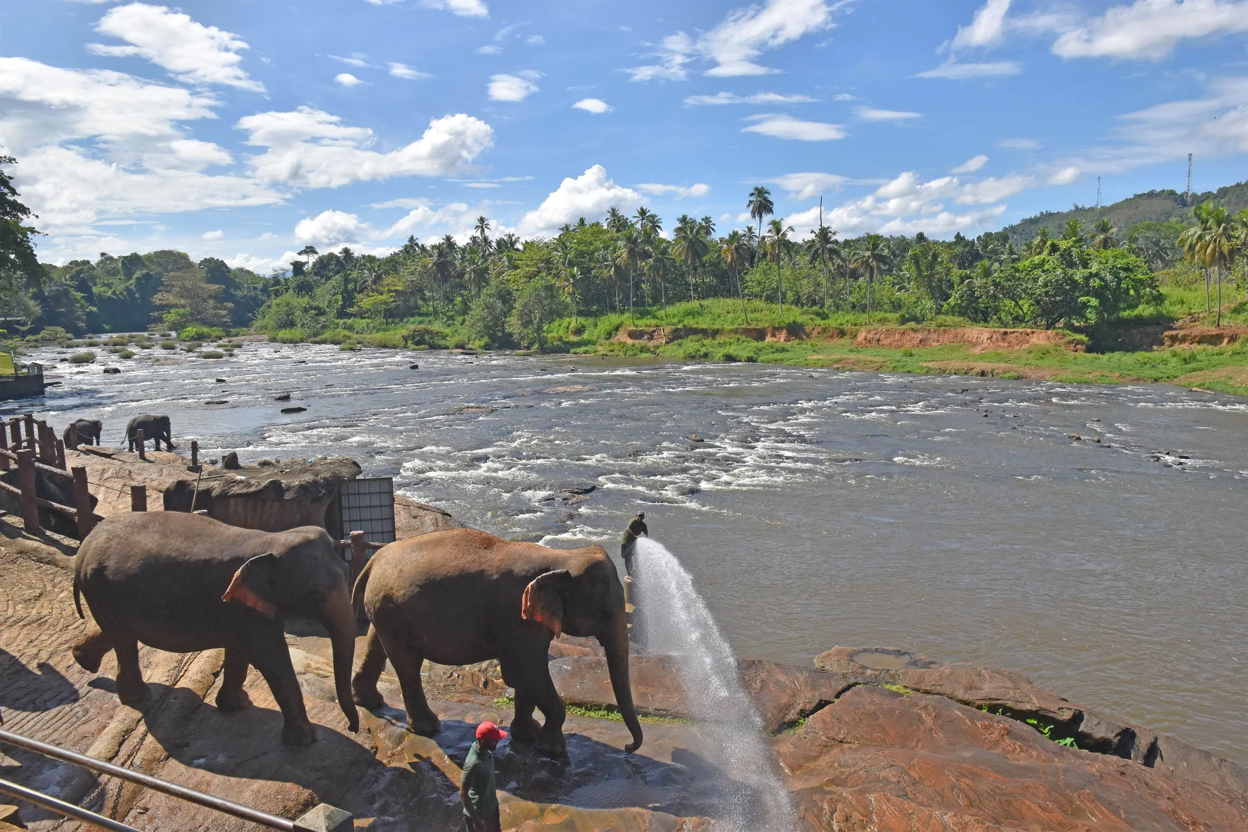 The herd walked down the rock to the river, a keeper hosing one of them