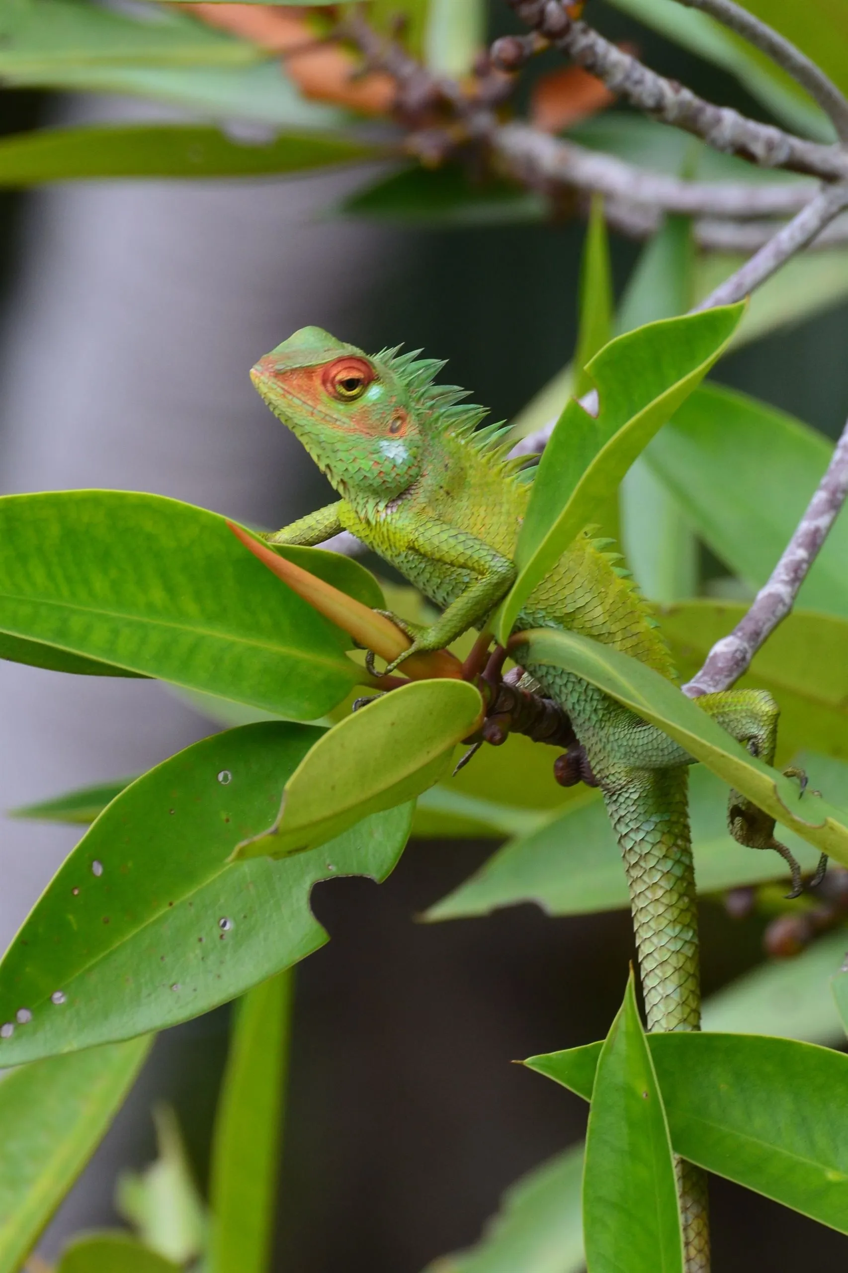 A green garden lizard with a red-rimmed eye among glossy leaves