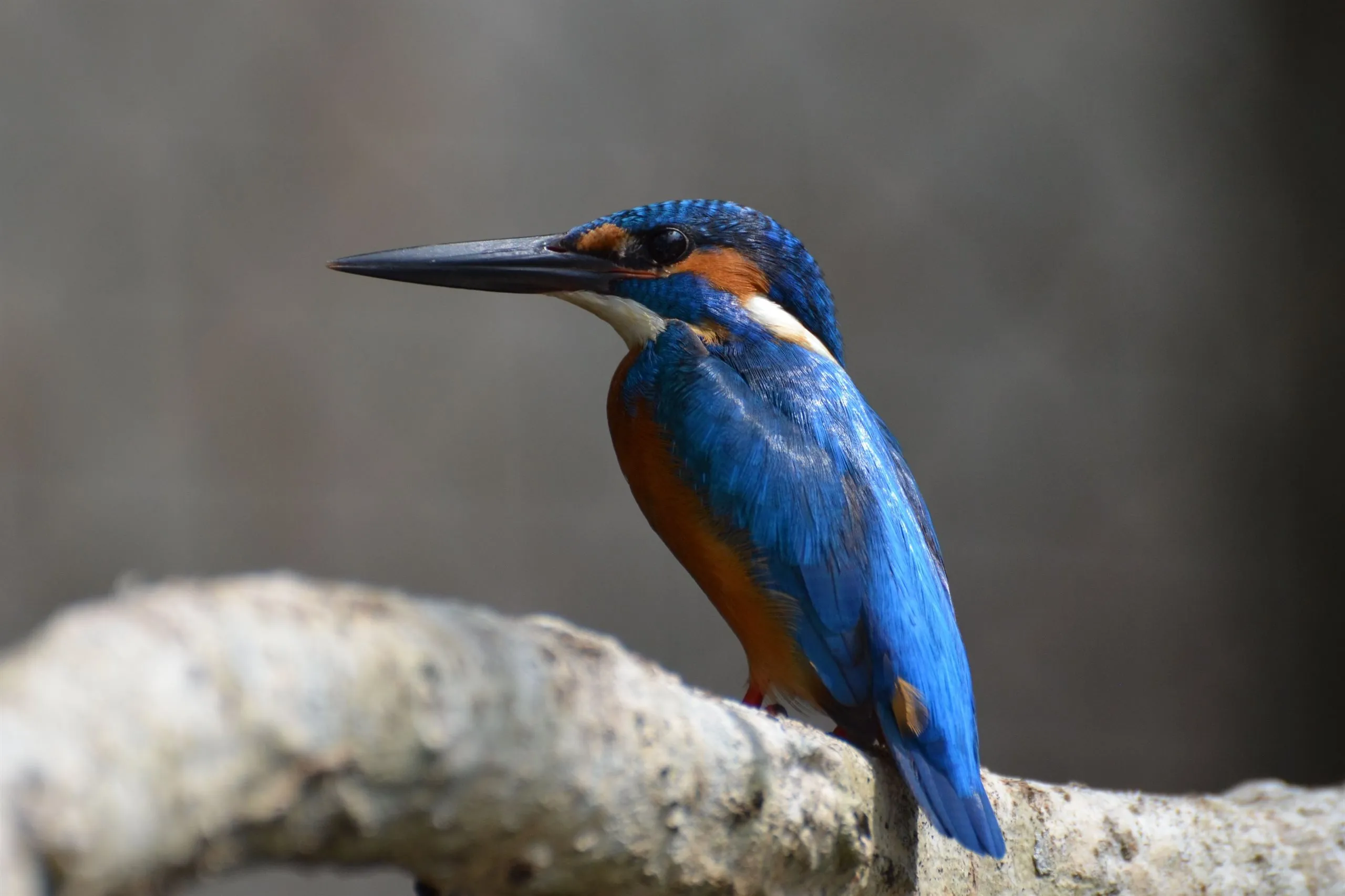 A blue and orange kingfisher perched on a bleached branch