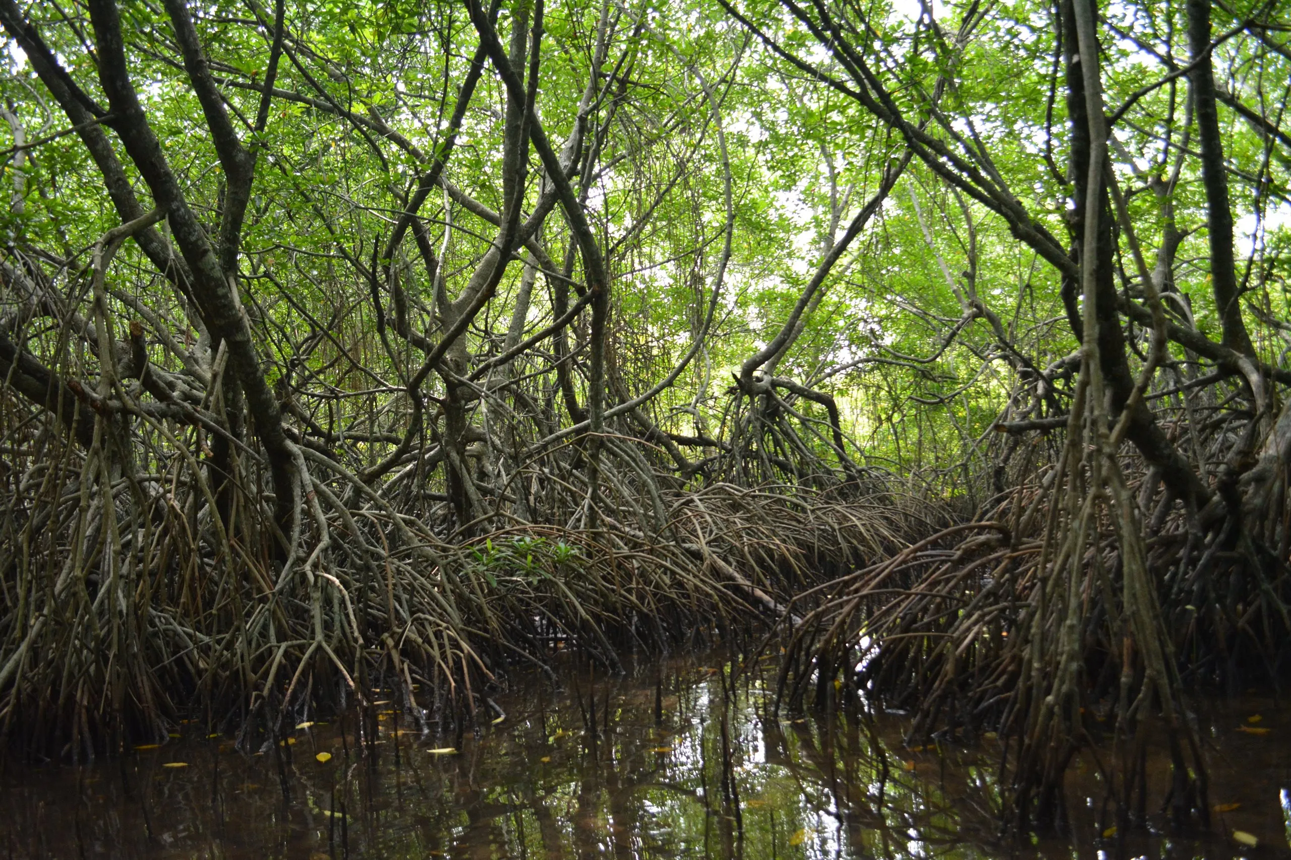 Mangrove roots arching over the water on the Bentota river