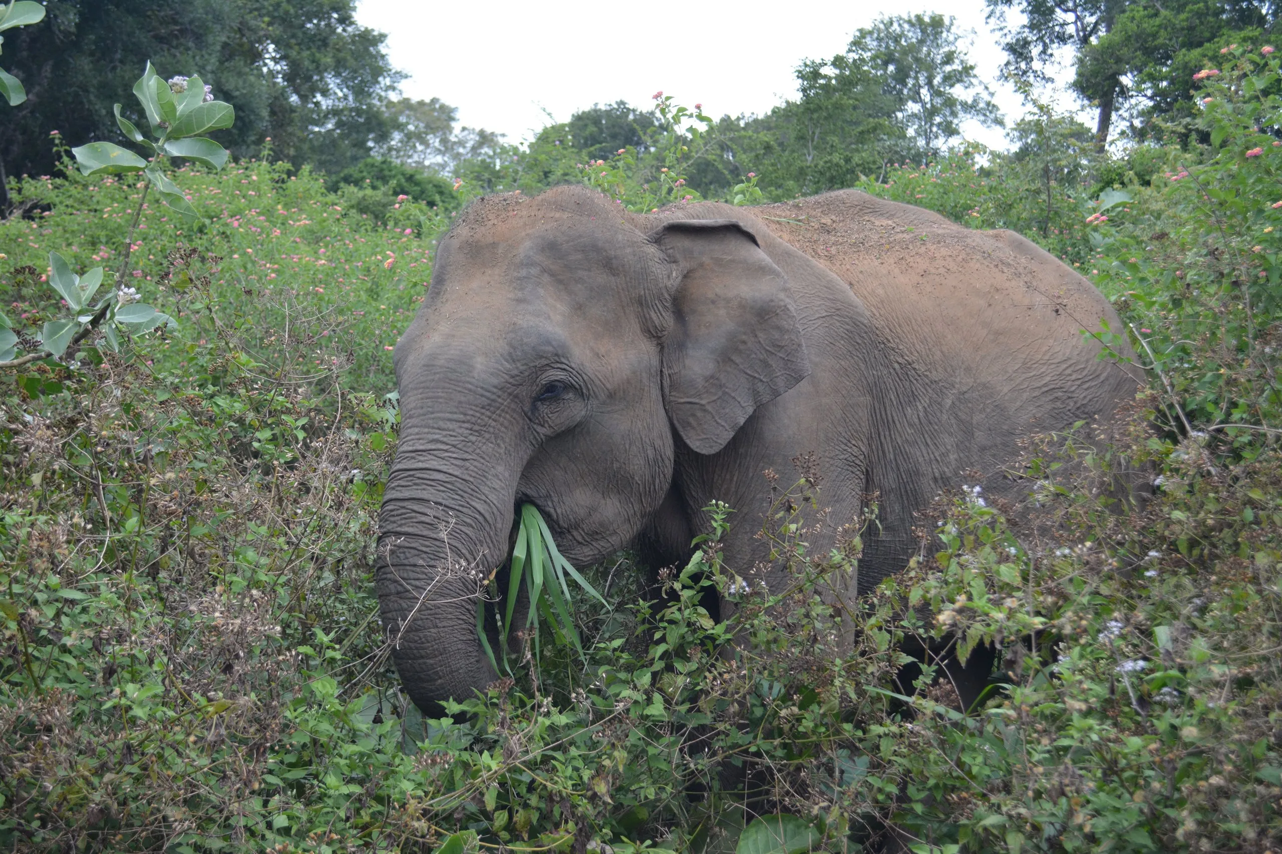 An elephant feeding in flowering scrub in the national park