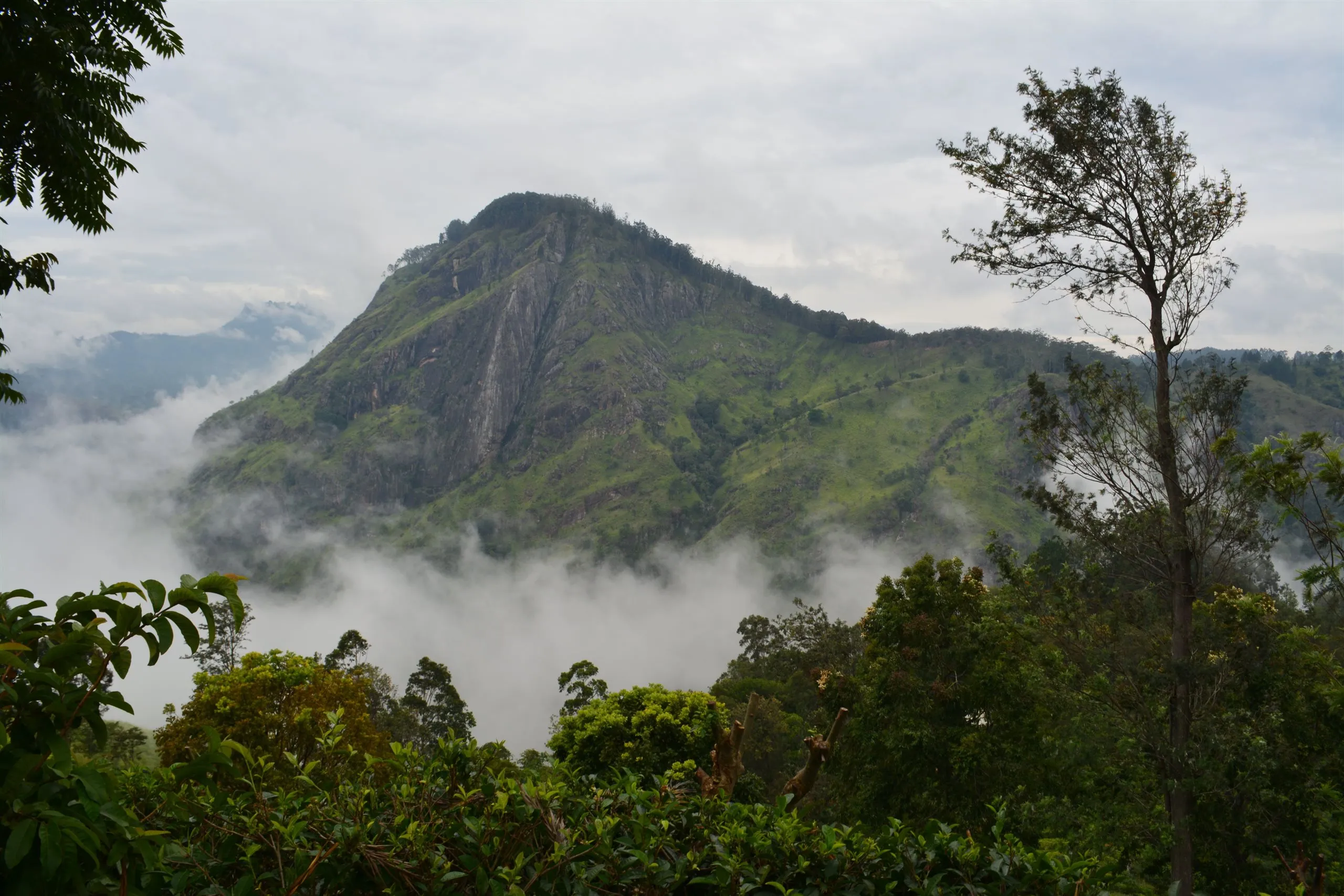 Little Adam's Peak near Ella in morning mist