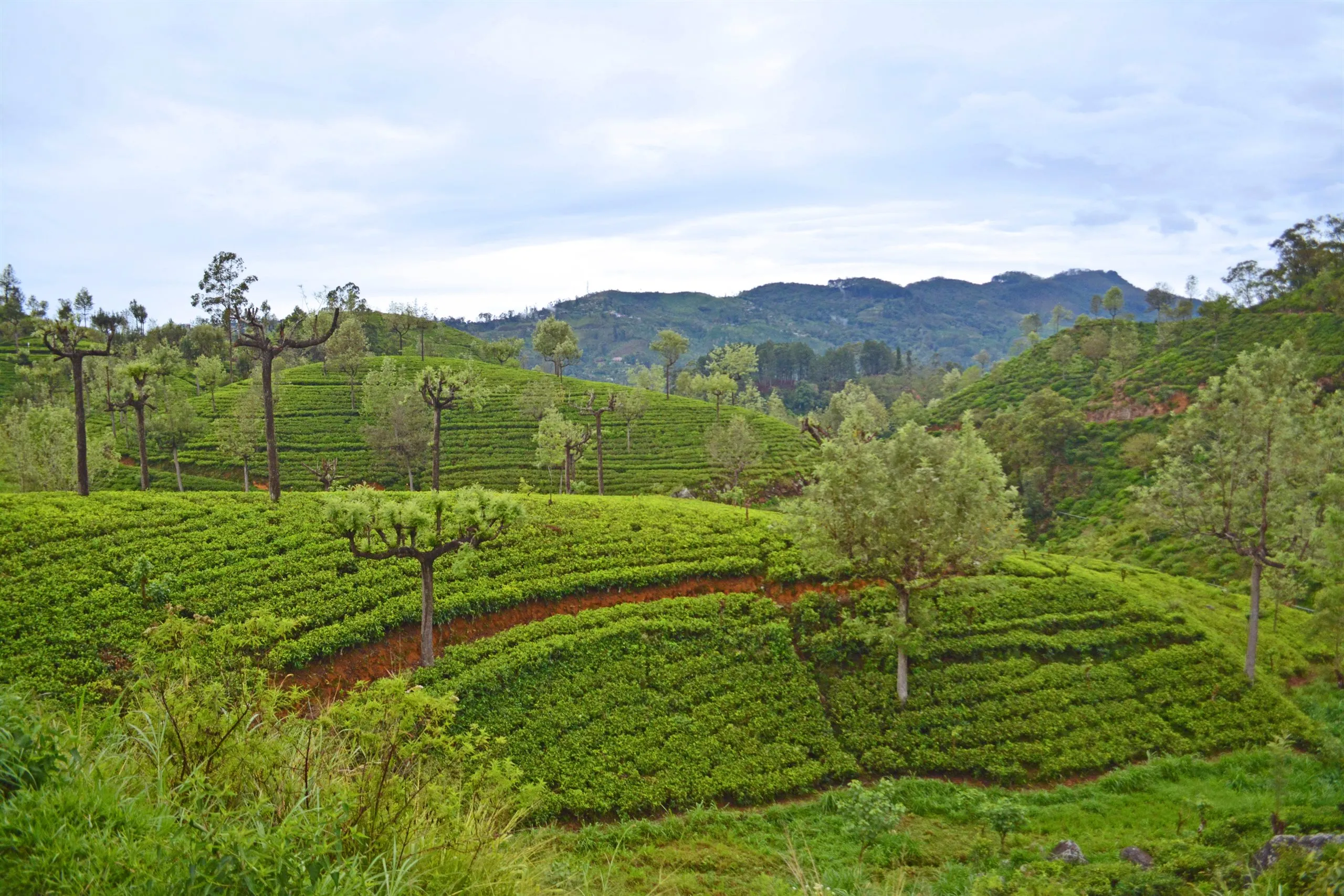 Tea plantations covering the slopes of the hill country near Nuwara Eliya