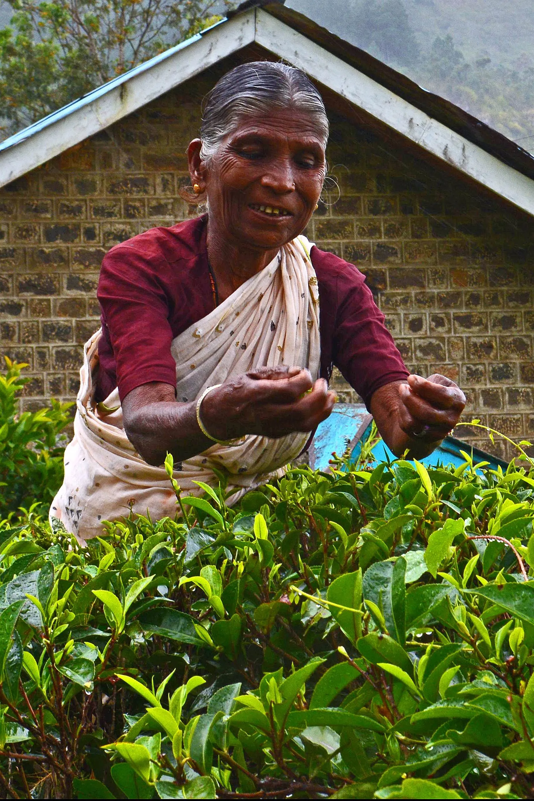 A tea picker holding the leaves she has just picked