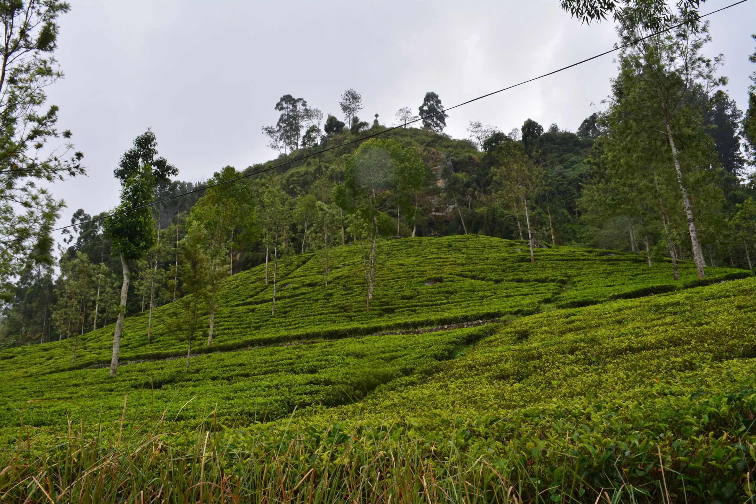 Tea bushes and shade trees on a hillside