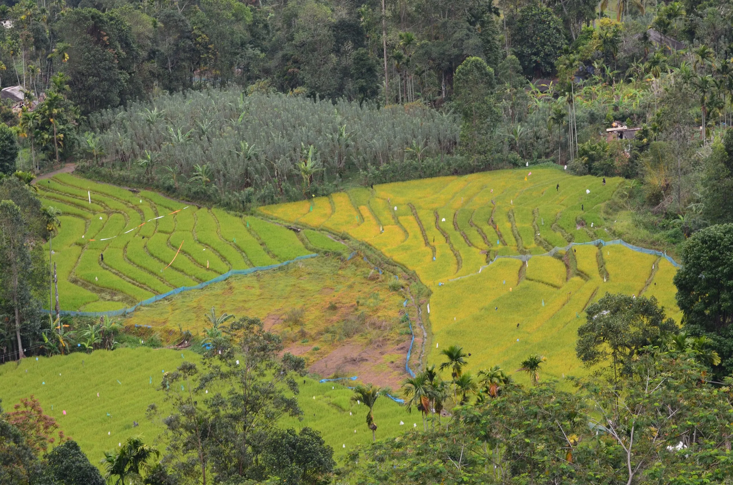 Rice paddies seen from above