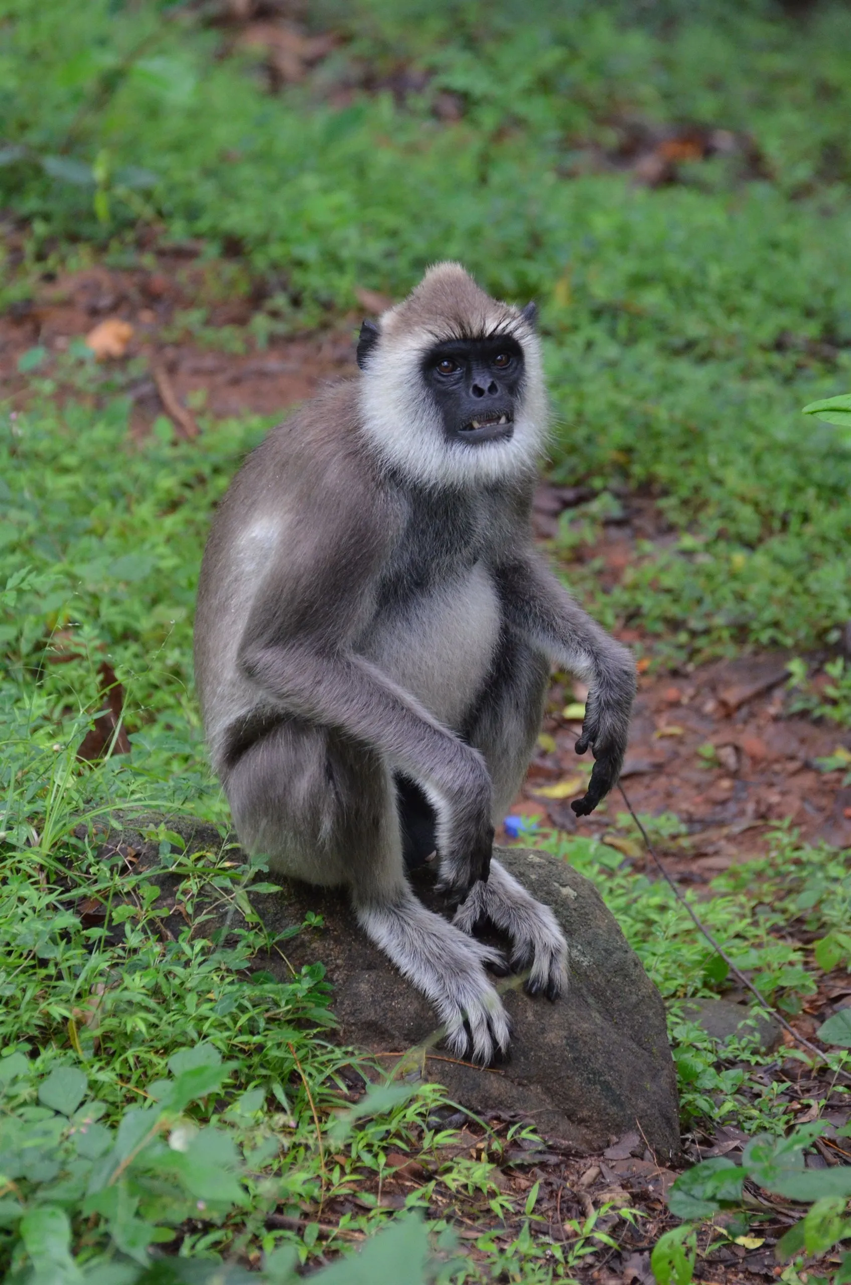A grey langur with a black face sitting on a boulder