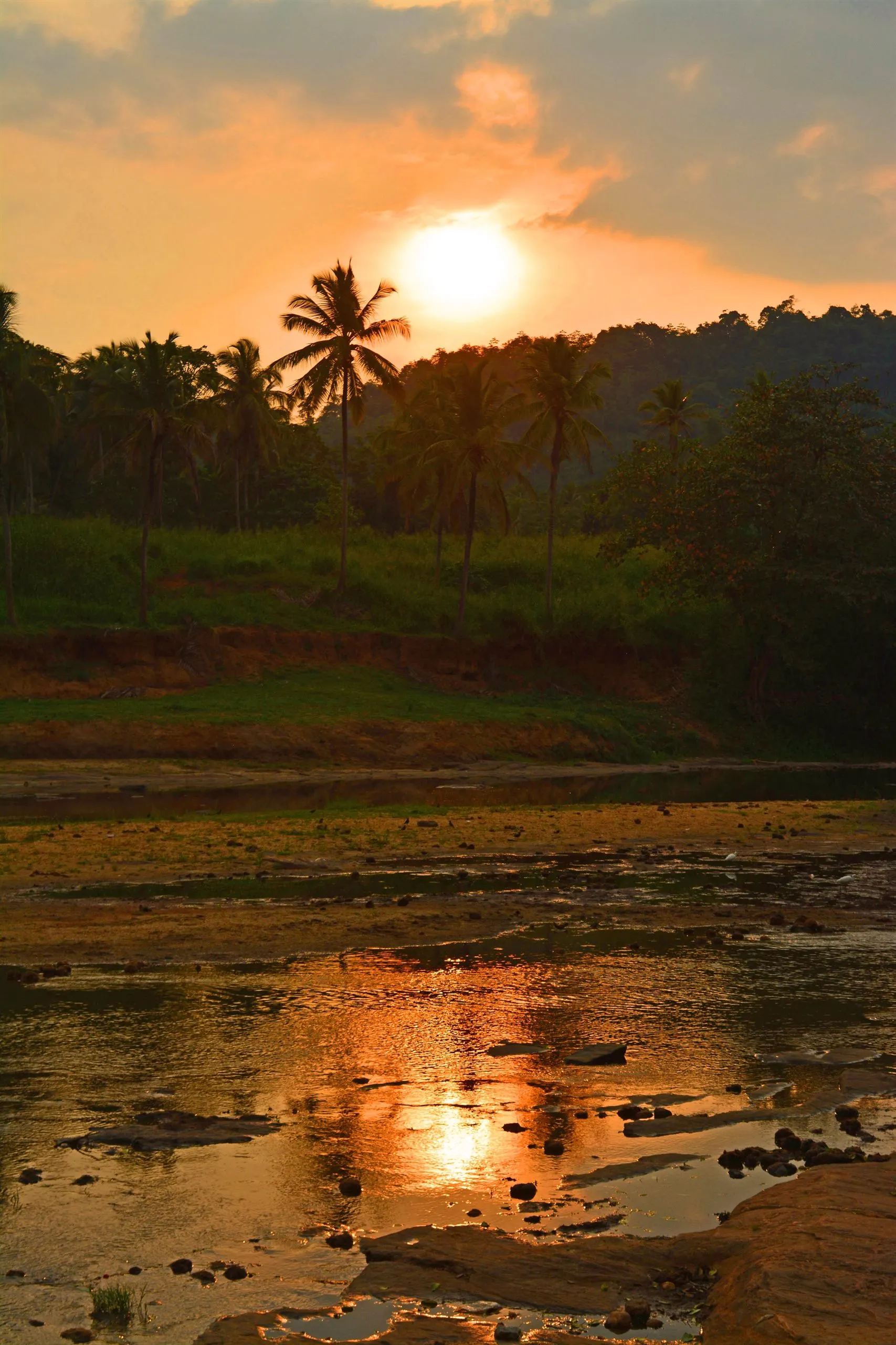 Sunset over the river, palms in silhouette on the bank