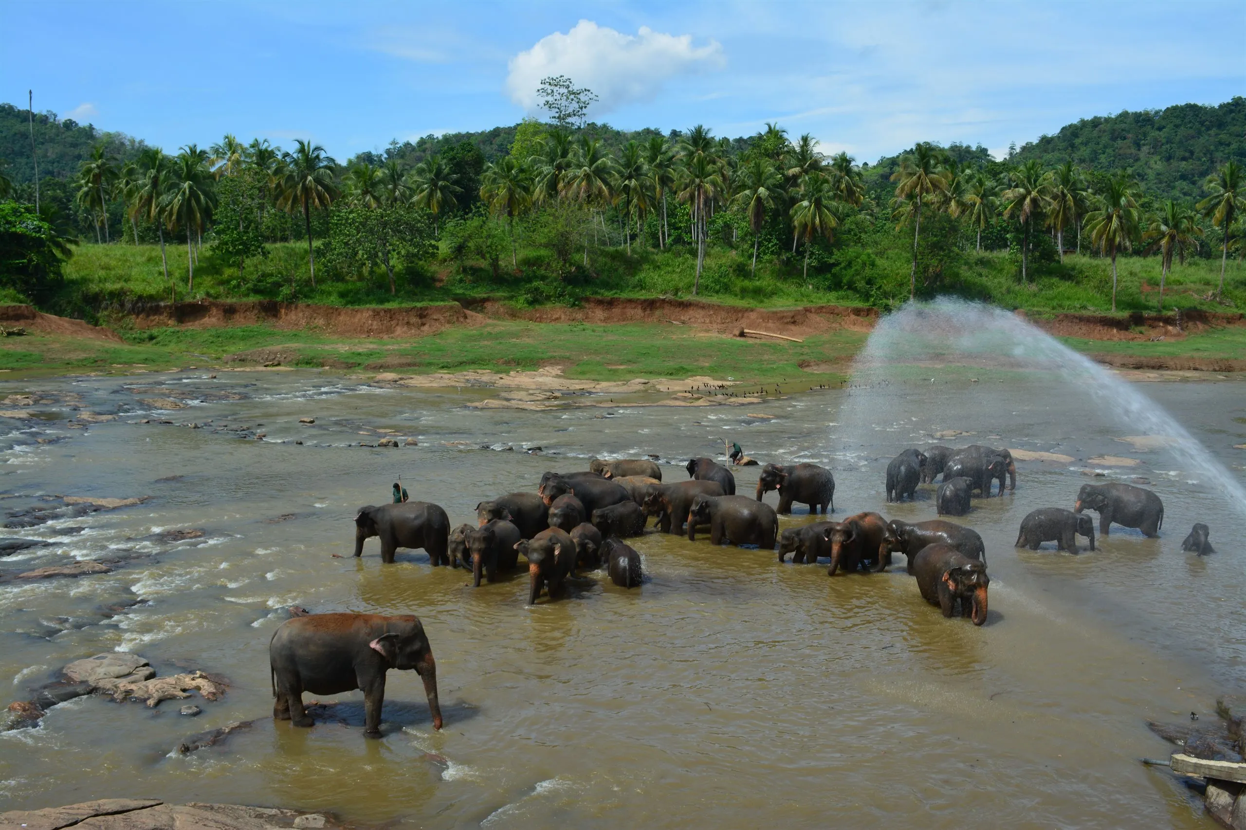 The elephant herd bathing in the river at Pinnawala