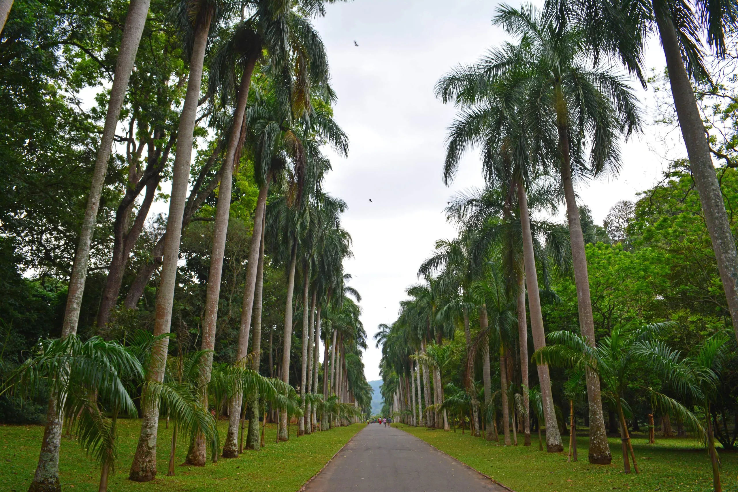 The royal palm avenue in the Peradeniya botanic garden