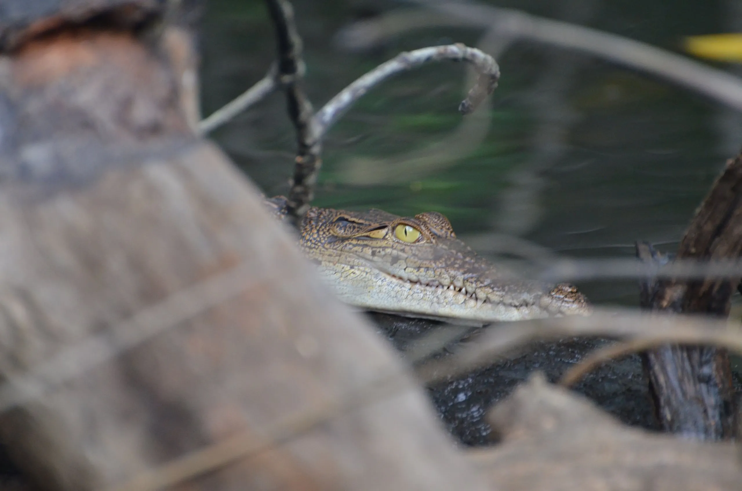 A young crocodile among mangrove roots on the Bentota river