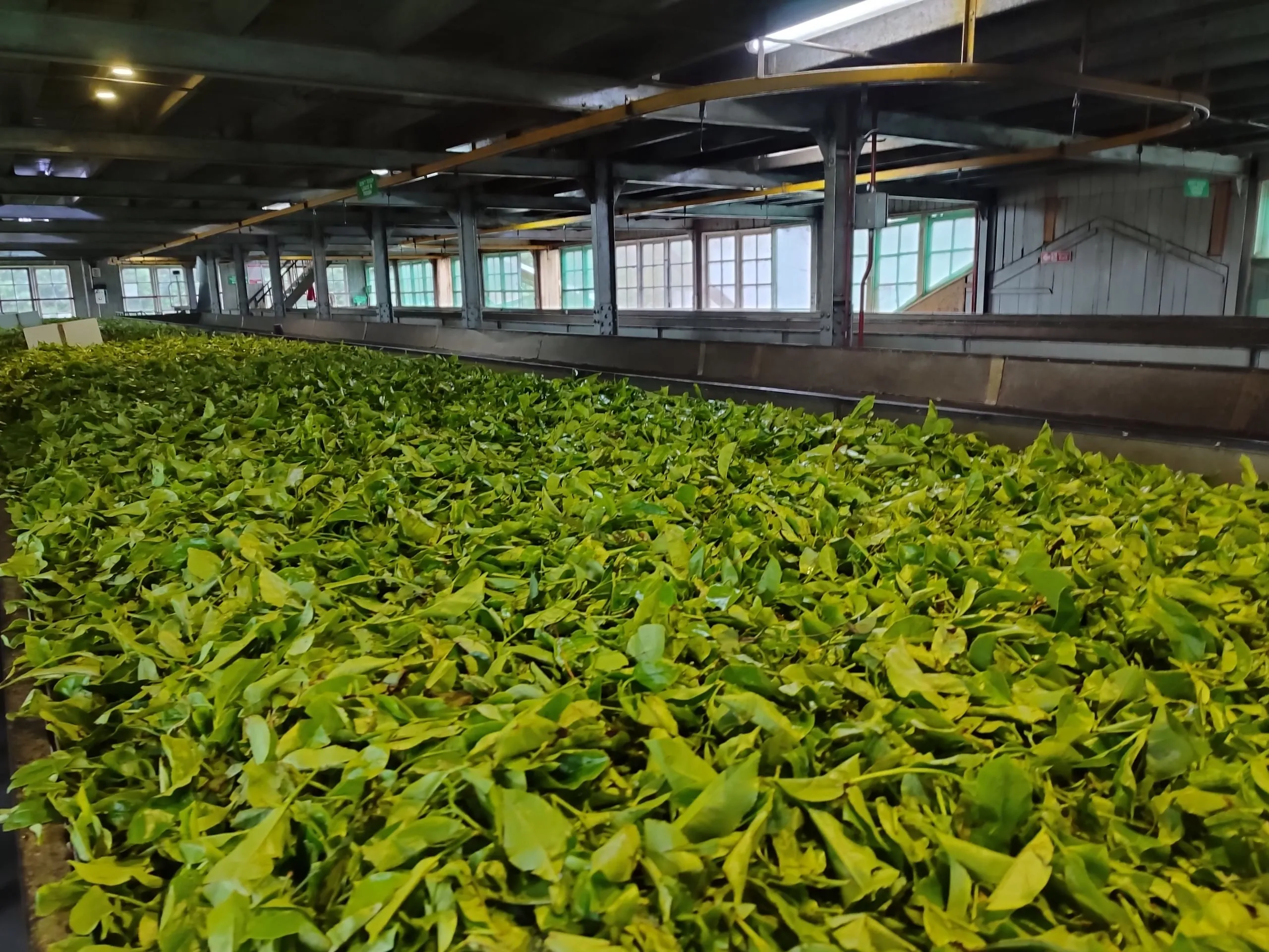 Withering troughs full of green tea leaf inside a tea factory