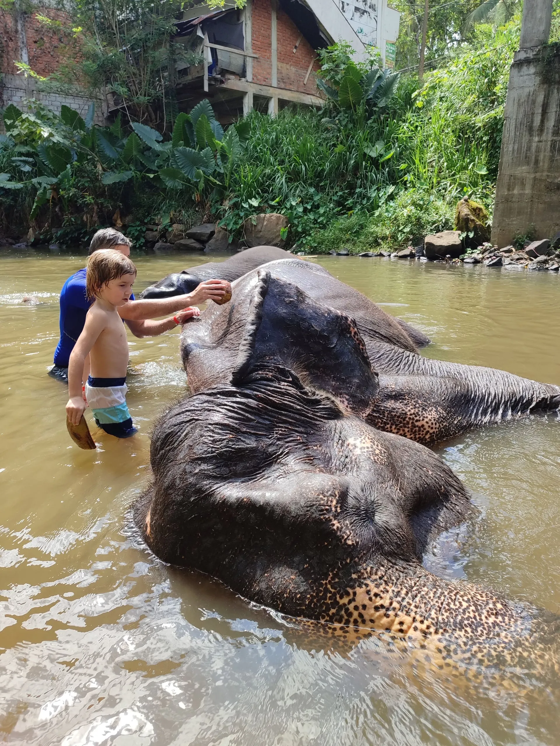 A man and a small boy scrubbing a bathing elephant in the river