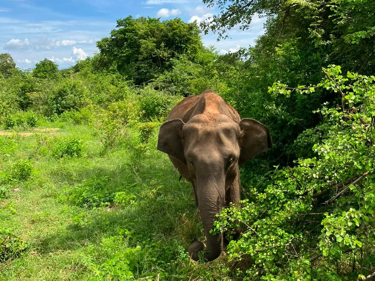 A wild elephant stepping out of the bush in Yala national park